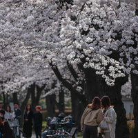 開成山公園の満開桜並木で家族撮影を遠くから見守るお花見客の写真