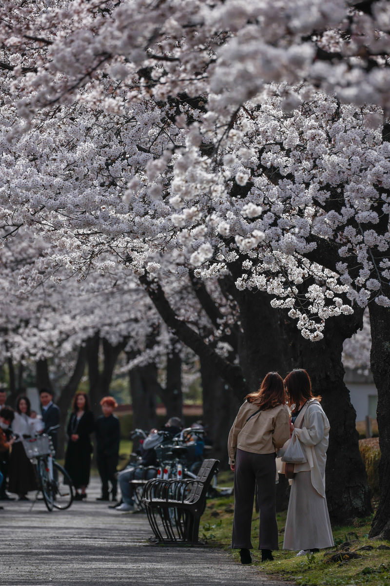 満開の桜並木の下で家族撮影を遠くから見守るお花見客たち