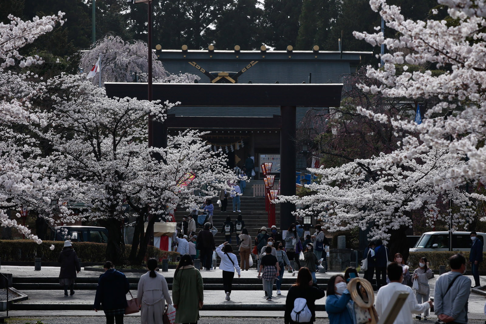 開成山大神宮の黒い鳥居の前に満開の桜並木が広がり、多くの人々が花見を楽しんでいる