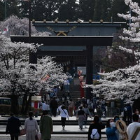 開成山大神宮の鳥居を包む満開の桜並木と参道の花見客の風景の写真
