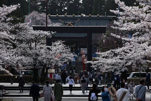 開成山大神宮の鳥居を包む満開の桜並木と参道の花見客の風景