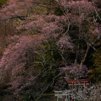 満開の子授け櫻と朱い鳥居が立つ大和田稲荷神社の春景色の写真