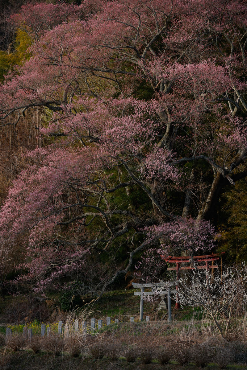 満開に咲いたピンク色の桜の下に立つ朱い鳥居