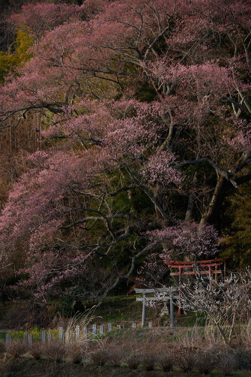 満開の子授け櫻と朱い鳥居が立つ大和田稲荷神社の春景色