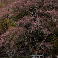 子授け桜の大和田稲荷神社、満開の鳥居と春の参拝風景の写真
