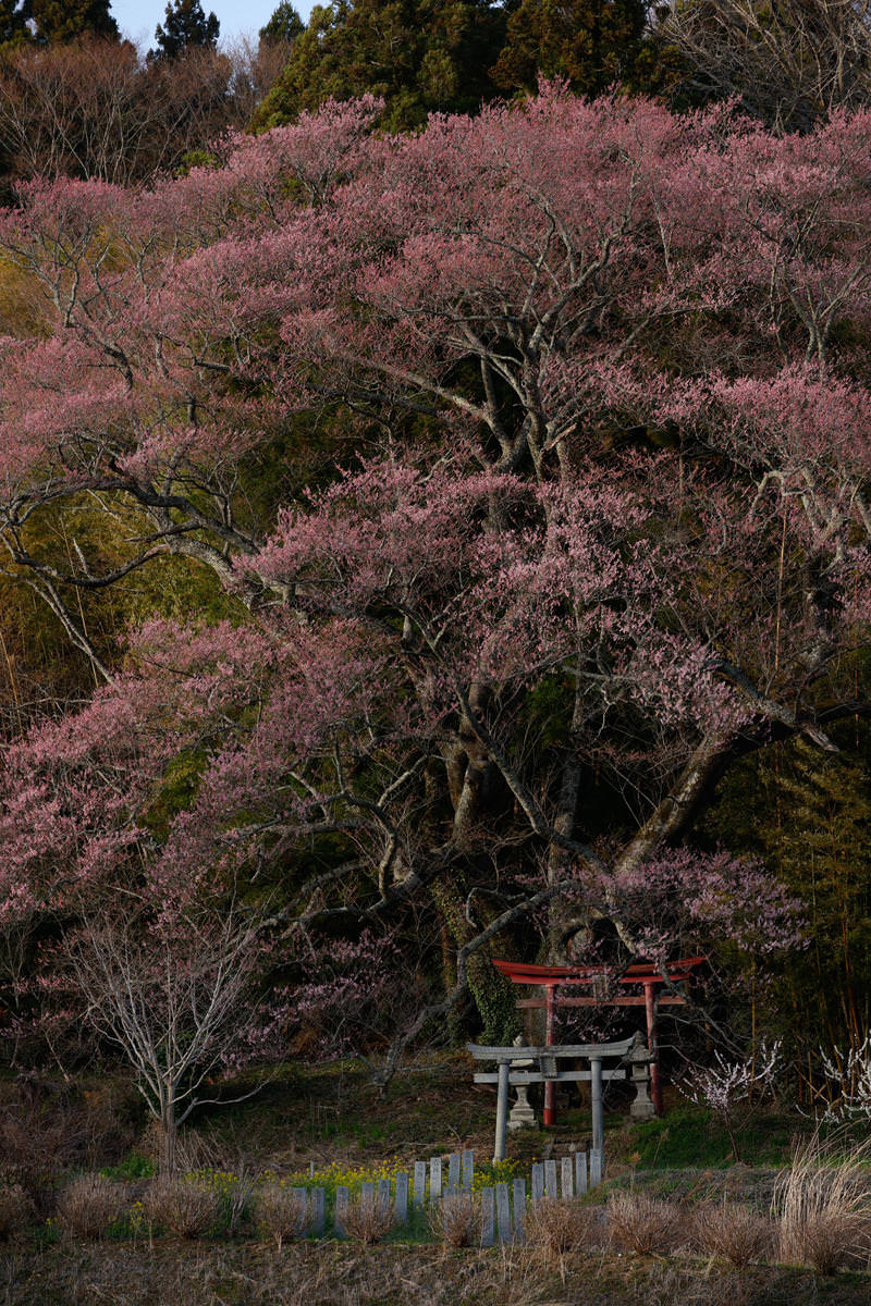 子授け桜が満開で、赤白の鳥居が立つ大和田稲荷神社の春の景観