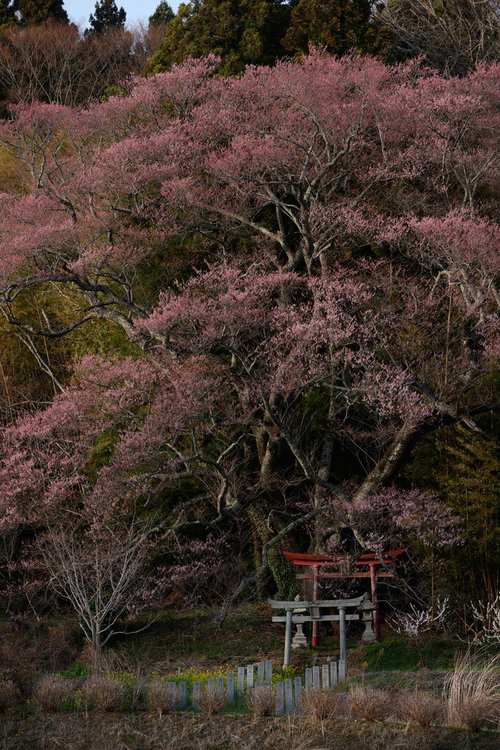 子授け桜の大和田稲荷神社、満開の鳥居と春の参拝風景