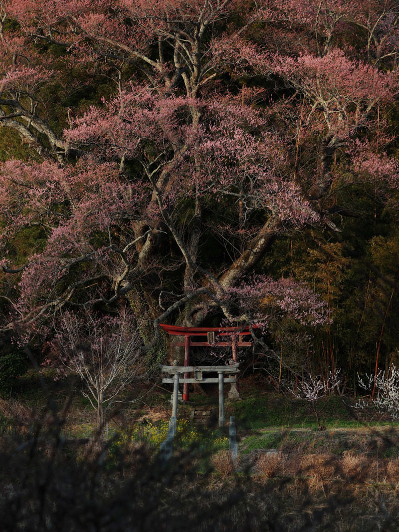 春に咲く子授け櫻の樹々と赤い鳥居が見える風景