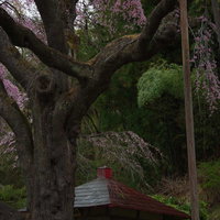 薄暗い森に佇む地蔵堂と満開の紅枝垂桜の写真
