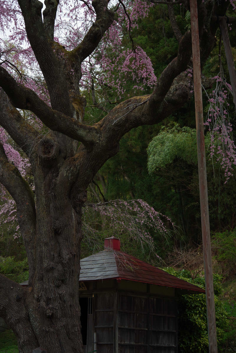 暗がりの地蔵堂とそばに立つしだれ桜