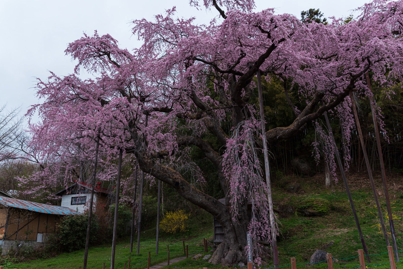 満開の紅枝垂地蔵桜が支柱に支えられて咲く春の風景