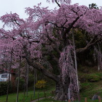 紅枝垂地蔵桜と支柱に支えられた隣家の春景色の写真