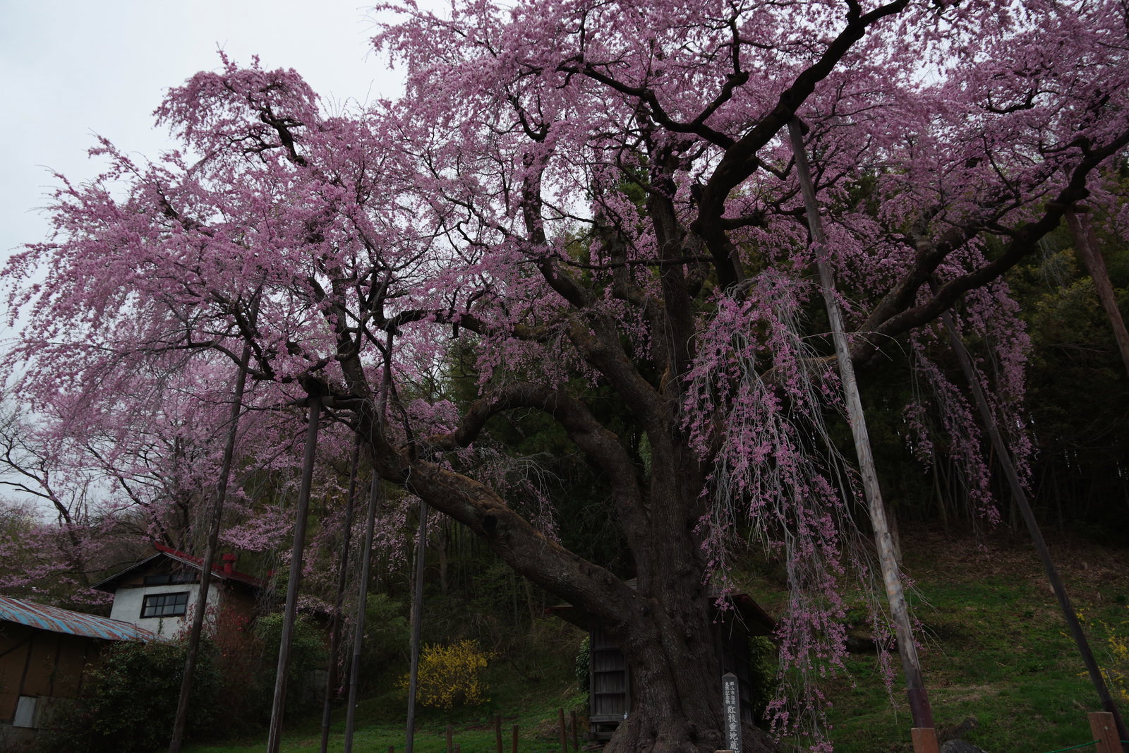 くもり空の下で満開に咲く紅枝垂地蔵桜と奥に見える地蔵堂