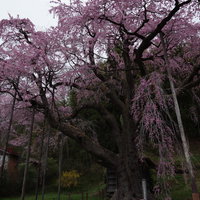 くもり空と紅枝垂地蔵桜に隠れた地蔵堂の春景色の写真