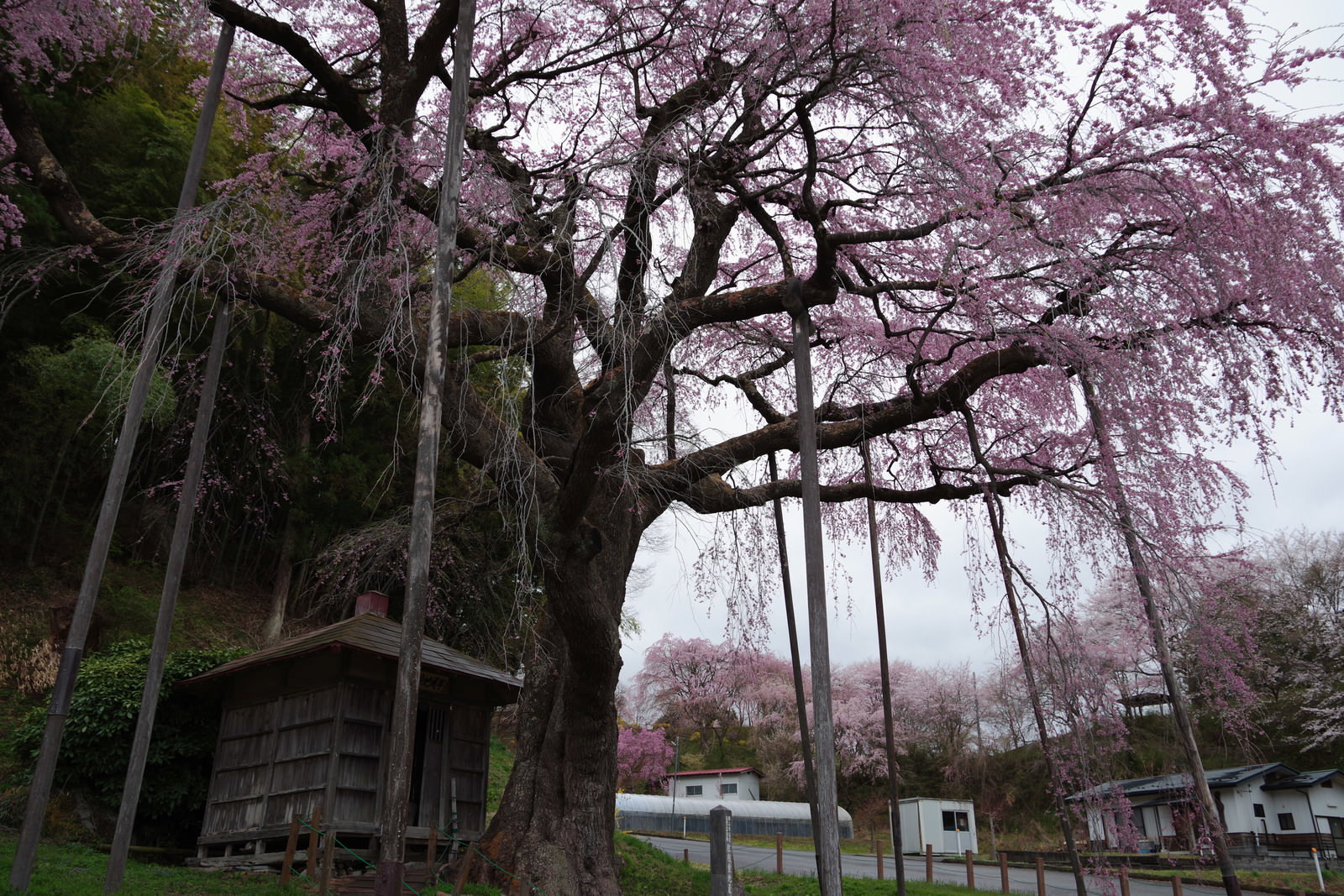 雨の日に満開の薄紅色の花を咲かせる紅枝垂地蔵桜と地蔵堂