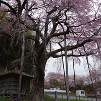 雨に濡れる満開の紅枝垂地蔵桜、福島県郡山市の春の写真