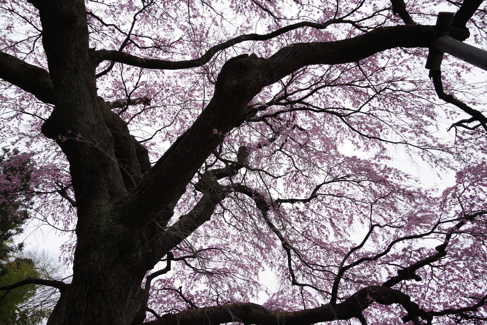 紅枝垂地蔵桜を見上げた枝ぶりの写真