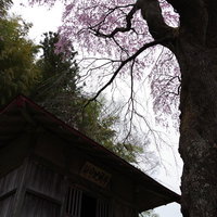 満開の紅枝垂地蔵桜に包まれる古い地蔵堂の写真