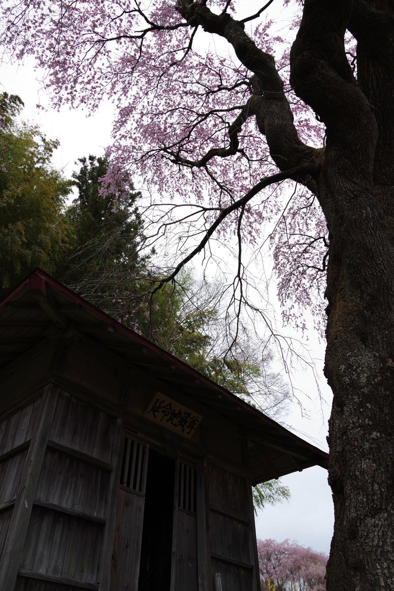 地蔵堂の隣に立つしだれ桜の大木