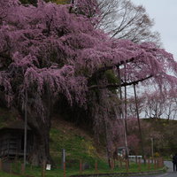 地蔵堂の紅枝垂地蔵桜の下で花見を楽しむ人々の写真