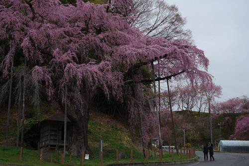 地蔵堂の紅枝垂地蔵桜の下で花見を楽しむ人々