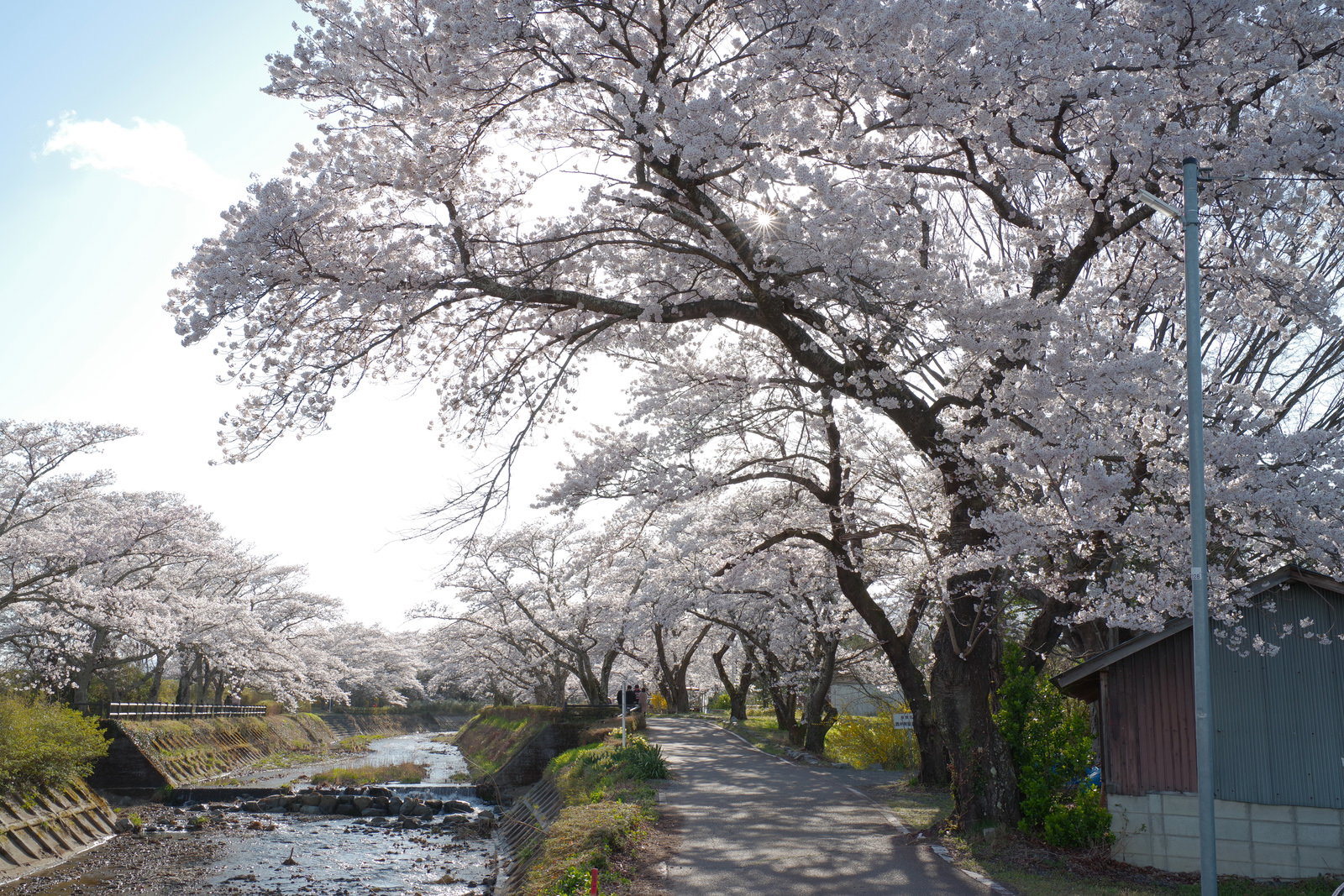 満開の桜が咲く笹原川沿いの桜並木と花見客の風景
