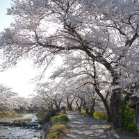 笹原川の千本桜から見える光芒と花見客の春景色の写真