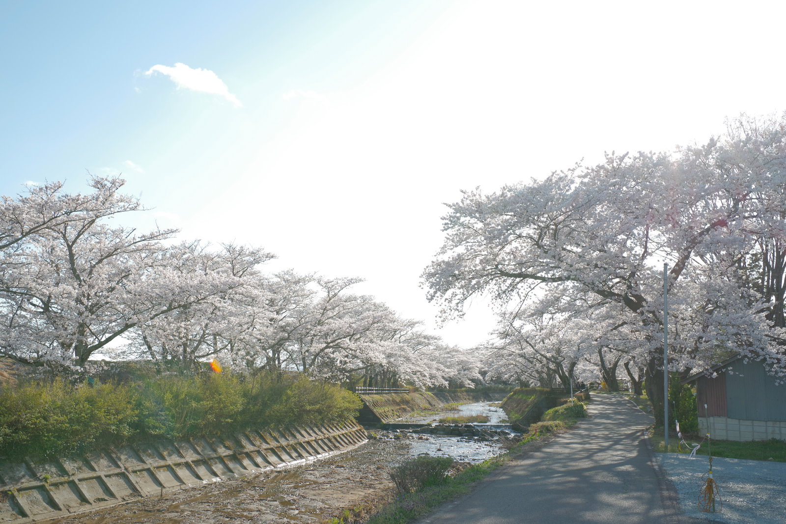 A spring landscape where fully bloomed white cherry blossoms on trees on both sides adorn the riverside pathway