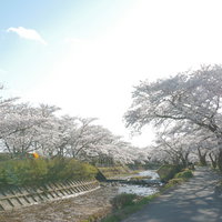 川沿いの満開の桜並木（笹原川）の写真
