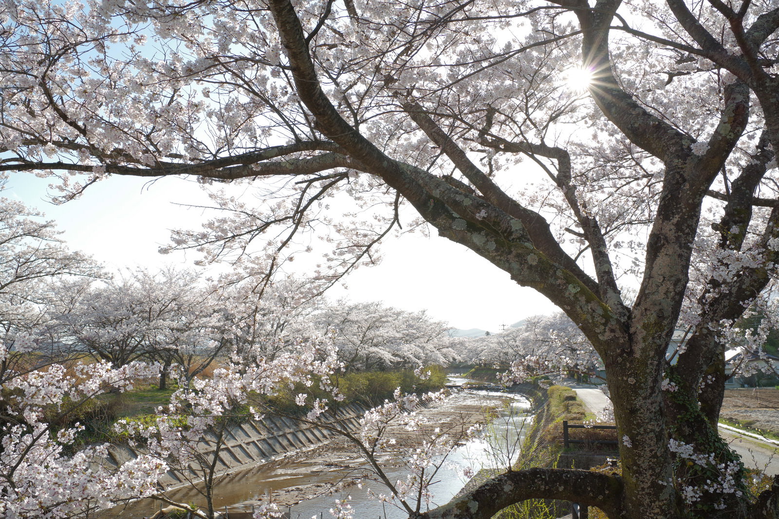 満開の桜の枝間から柔らかな光が差し込む笹原川千本桜の風景