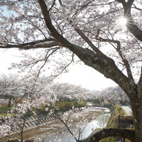 笹原川千本桜の満開の枝間から見える光芒と春の風情の写真