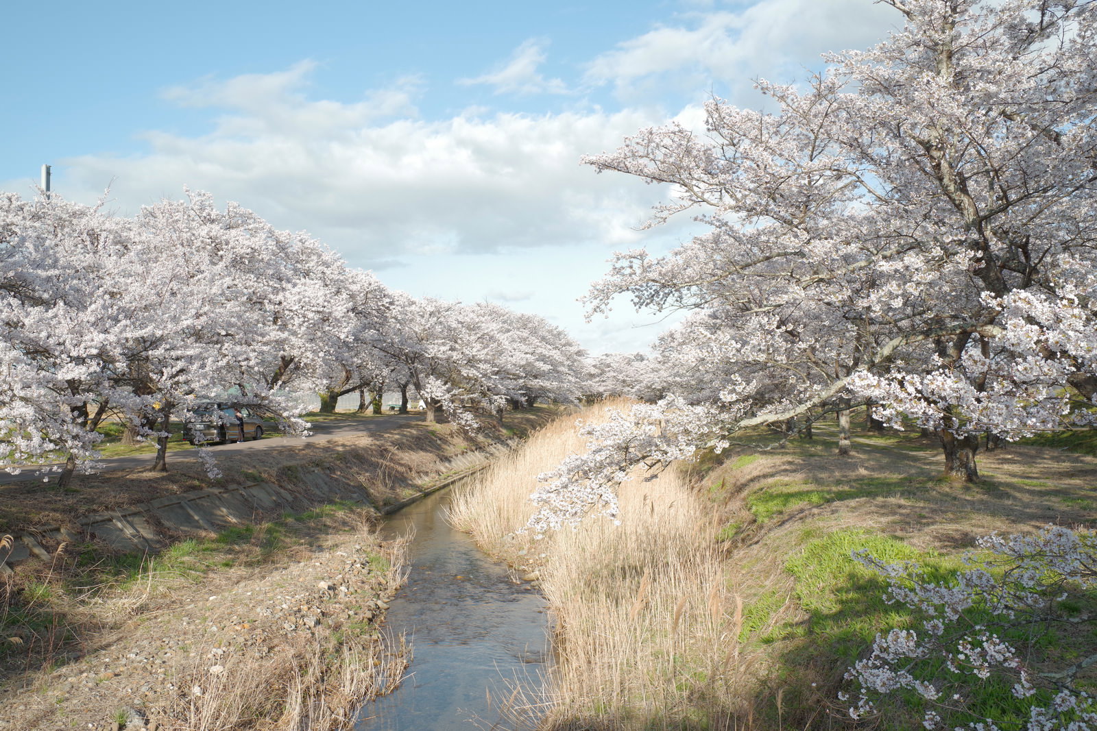 川沿いに満開の桜並木が続き手前に立ち枯れたススキが広がる春の風景