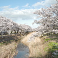立ち枯れたススキと笹原川の千本桜が満開に咲く春景色の写真