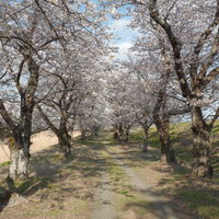 笹原川千本桜の桜の影が落ちた春の並木道を歩むの写真
