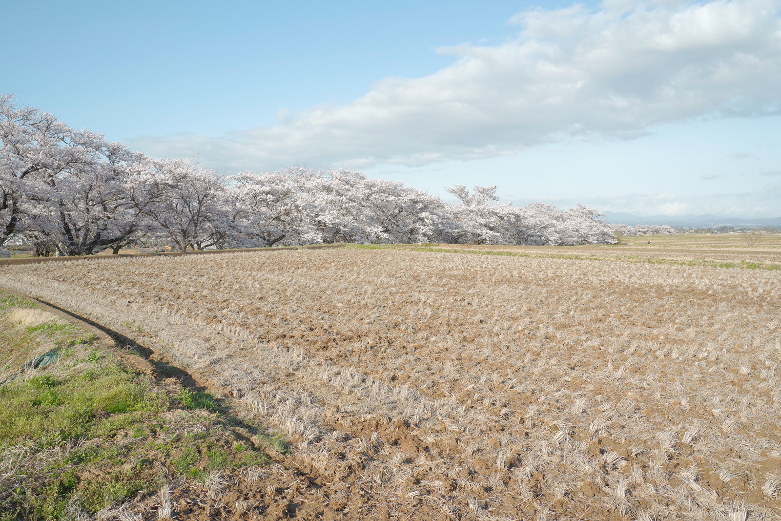 満開の桜並木が川沿いに連なる笹原川千本桜と手前の田畑