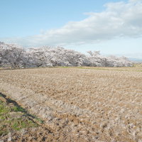 田畑と笹原川千本桜の春の景色 福島県郡山市の桜並木の写真