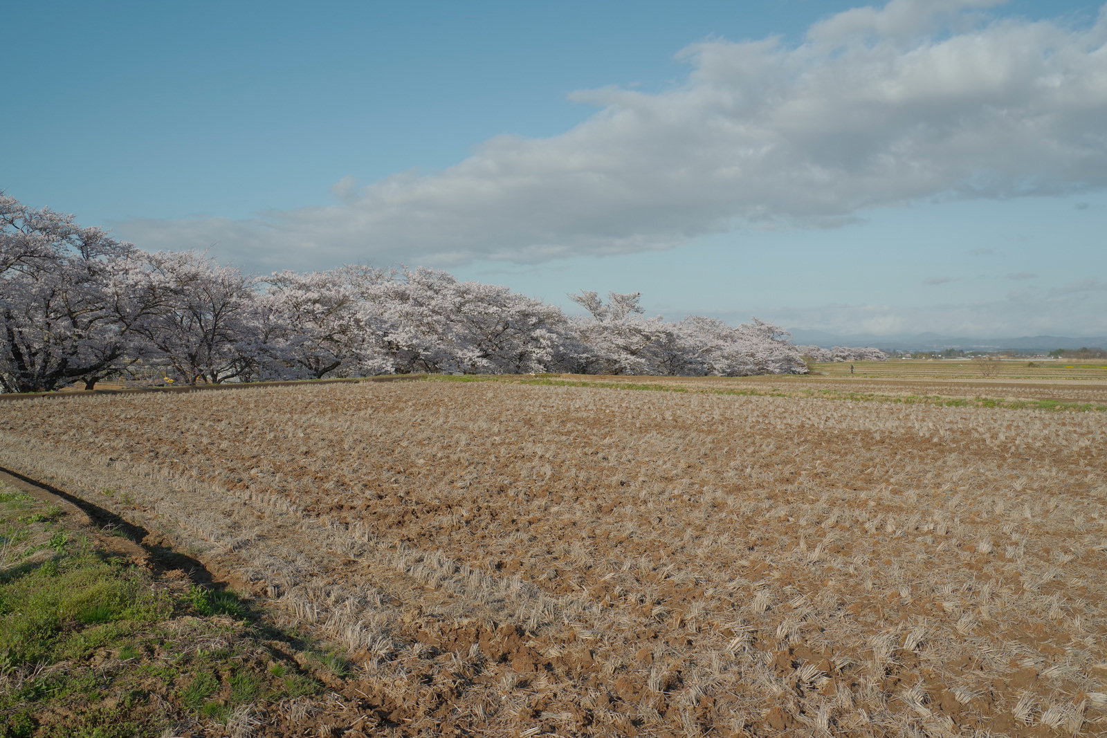満開の桜並木と茶色い土の田んぼが広がる春の田園風景