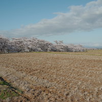 空に浮かぶ大きな雲と田んぼの春景色（笹原川千本桜）の写真