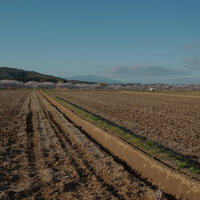 田んぼの先に佇む笹原川の千本桜並木〜福島県の春景色の写真