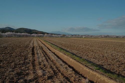 田んぼの先に佇む笹原川の千本桜並木〜福島県の春景色