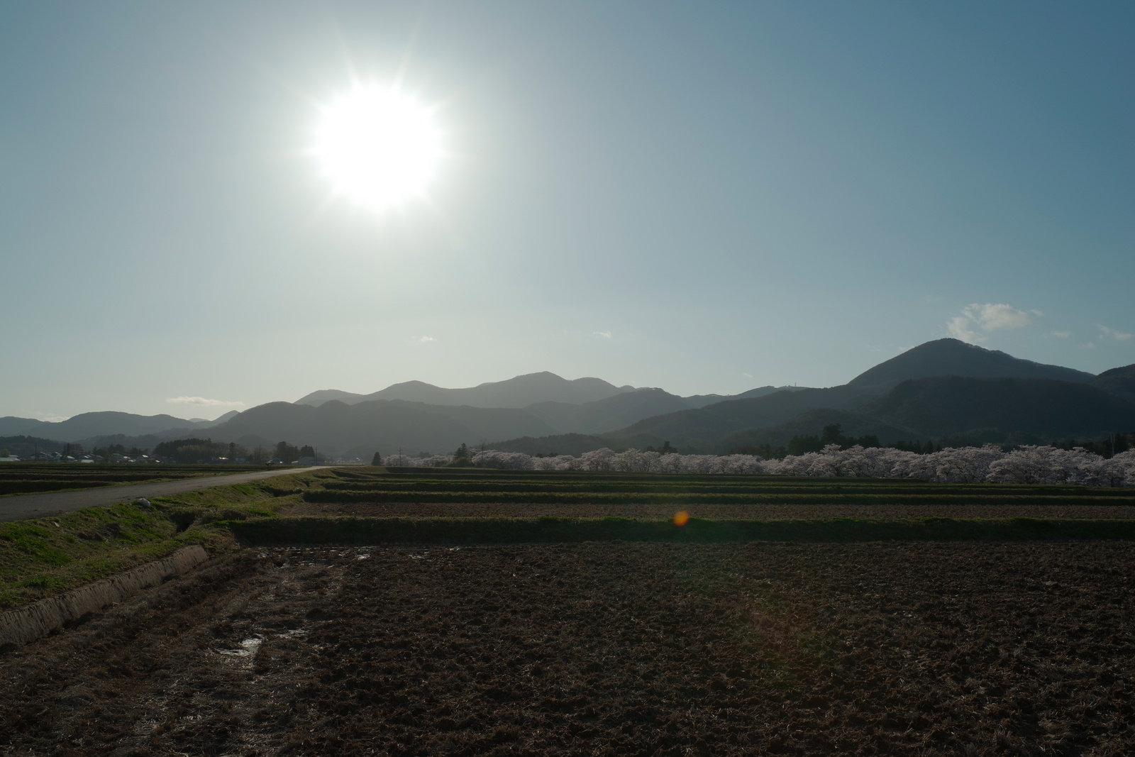 水が入る前の田んぼと奥に満開の桜並木、背景に山々と太陽が見える春の田園風景