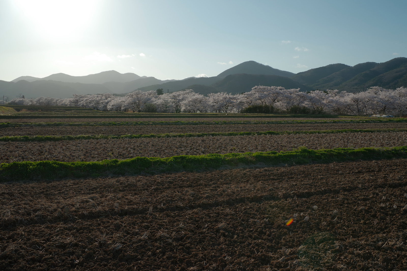 田んぼの畦道から見た笹原川千本桜の満開の桜並木