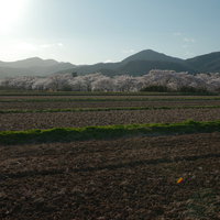 田んぼを横切る畦道と笹原川千本桜の満開の桜並木の写真