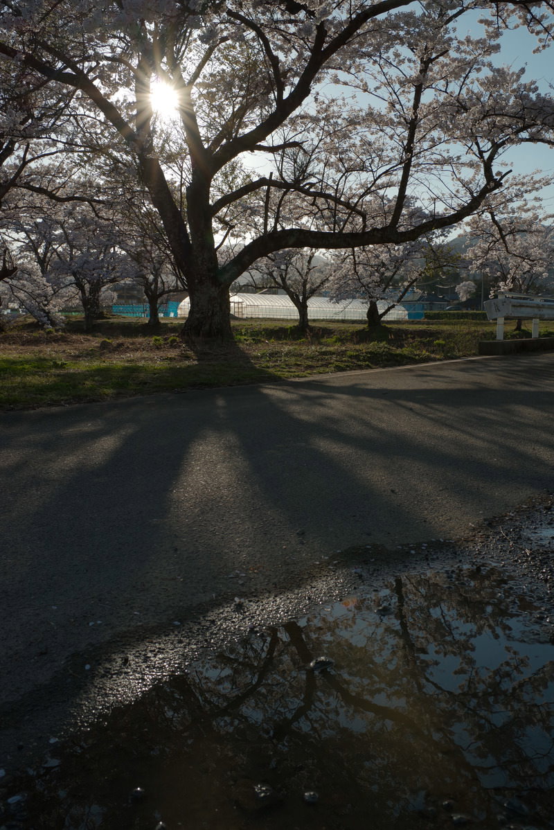水溜りに映る満開の桜並木の影が道路に落ちている春の風景