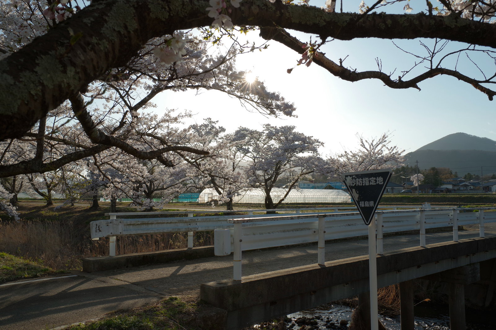 笹原川沿いに満開の桜並木が続き、手前に白いガードレールがある春の風景