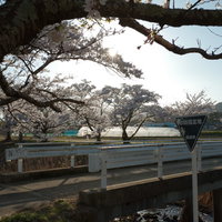 笹原川の千本桜とガードレール、橋越しの春景色の写真