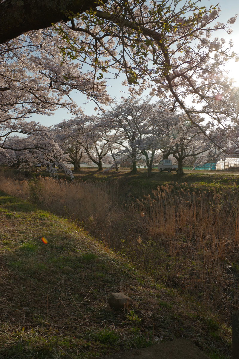 手前に立ち枯れたススキが広がり、奥に満開の桜並木が続く春の風景