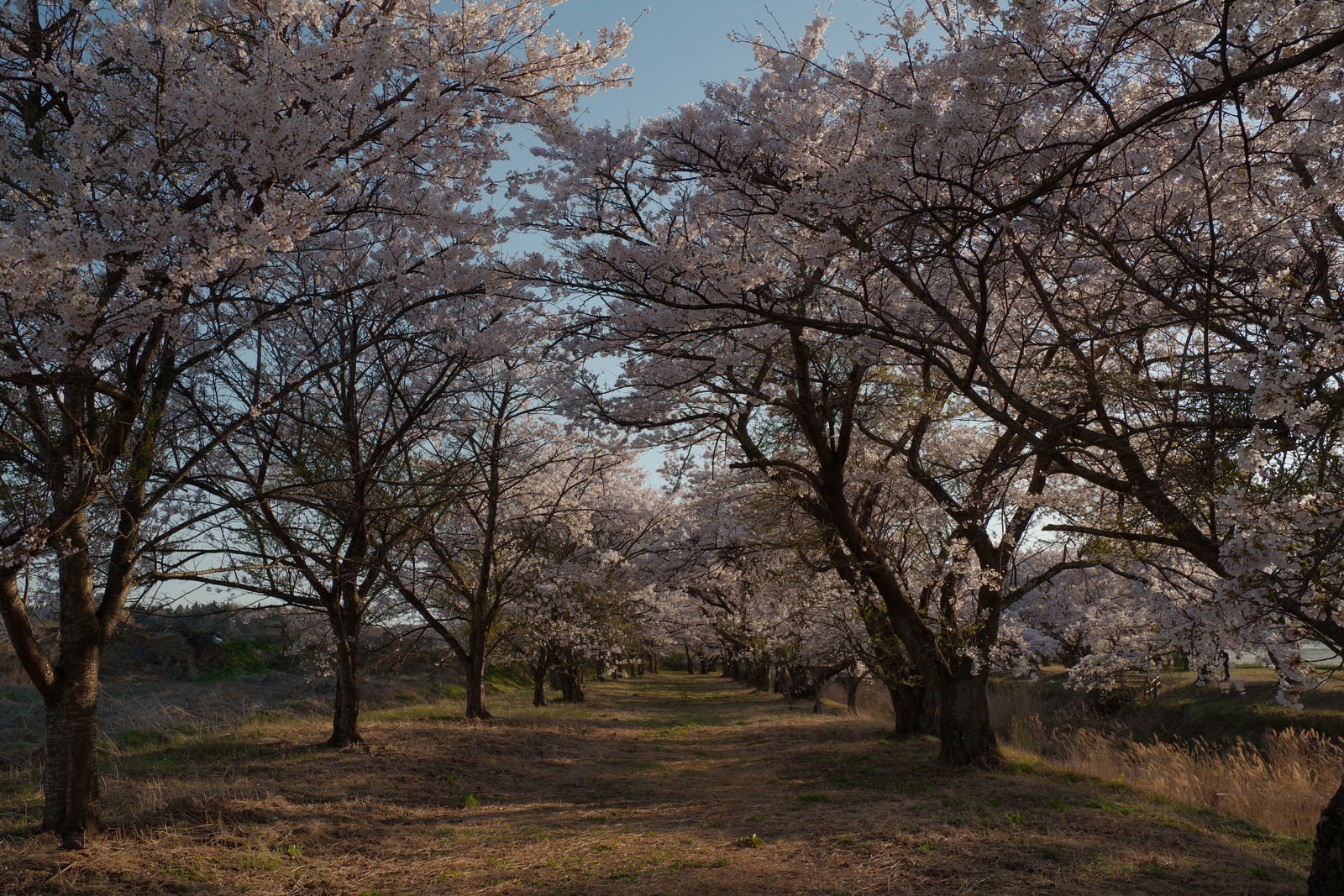 野原へと続く満開の桜並木と散り敷かれた花びら