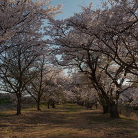 野原へと続く笹原川千本桜の桜並木道の風景の写真