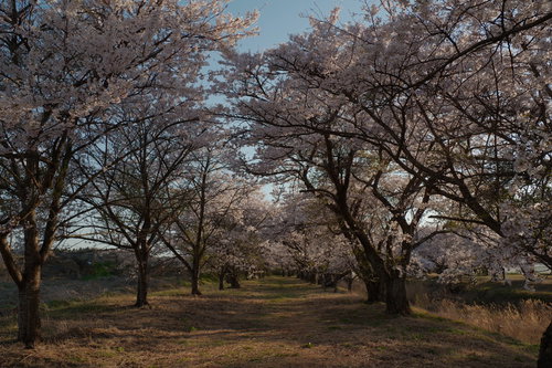 野原へと続く笹原川千本桜の桜並木道の風景